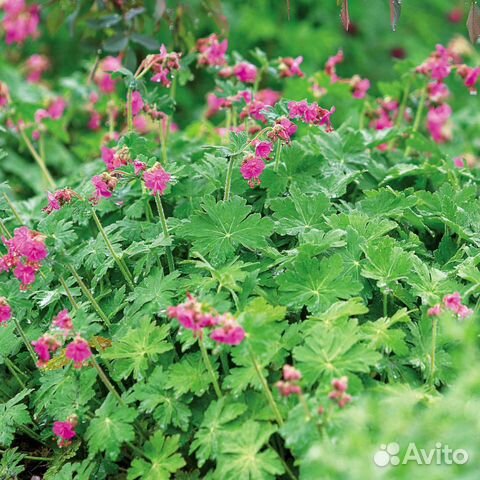 Герань балканская, садовая, журавельник