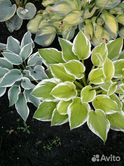 Многолетники