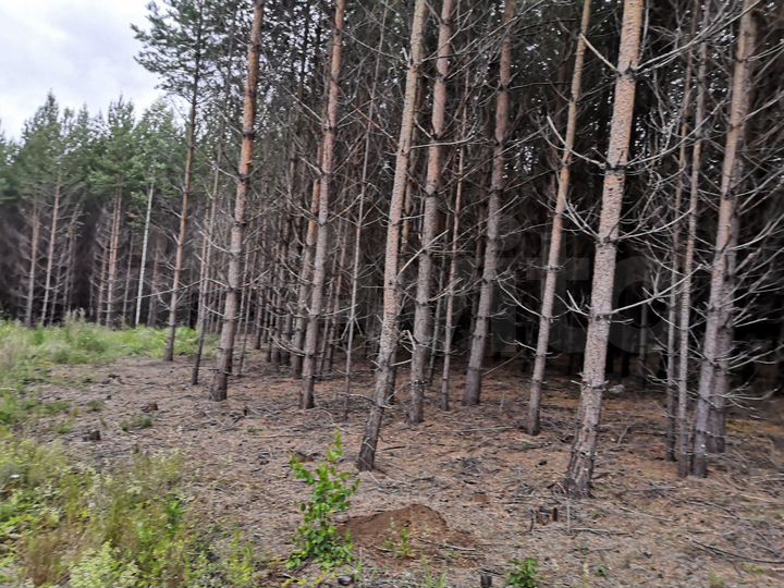 Участок 6,5 га (СНТ, ДНП)