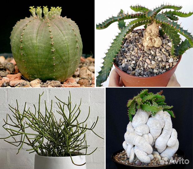 Euphorbia, Молочай, Эуфорбия, 25 видов, семена