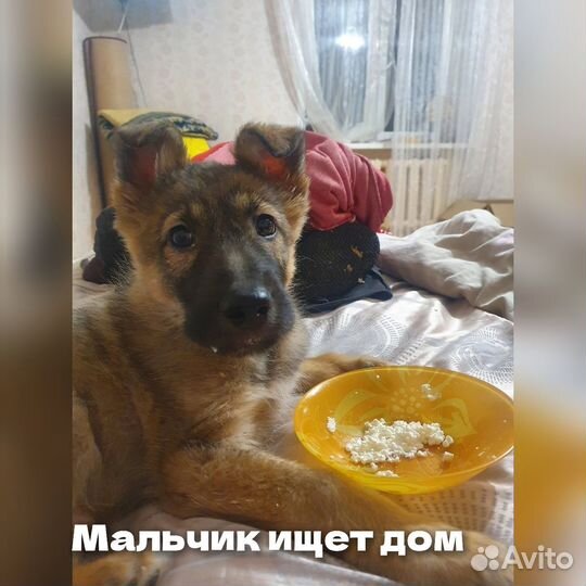 Ищут дом щенки(мальчики)