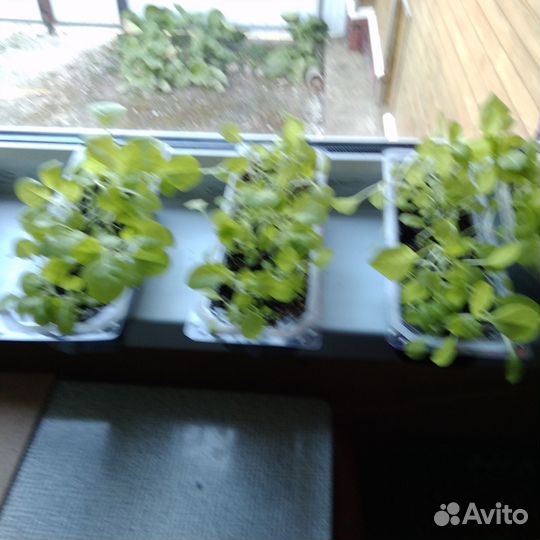 Рассада и семена табака