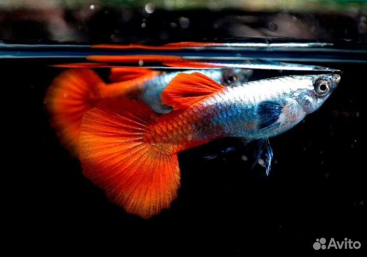 Аквариумные креветки и растения гуппи чистая лин