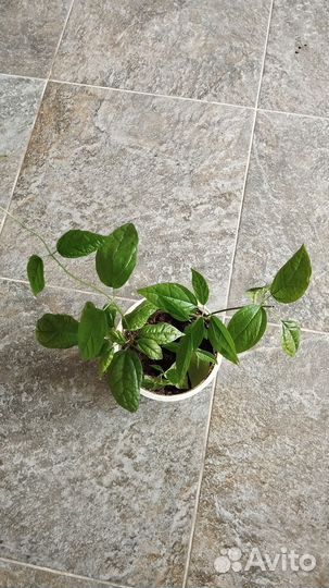 Фуксия, Клеродентрум комнатные цветы