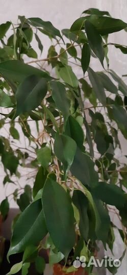 Фикус Бенжамина, укорененный черенок