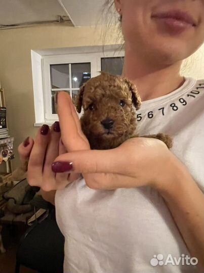 Щенки той пуделя