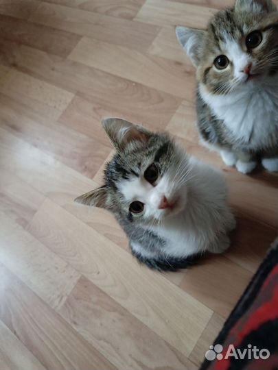 Кошечка и котик в добрые руки бесплатно