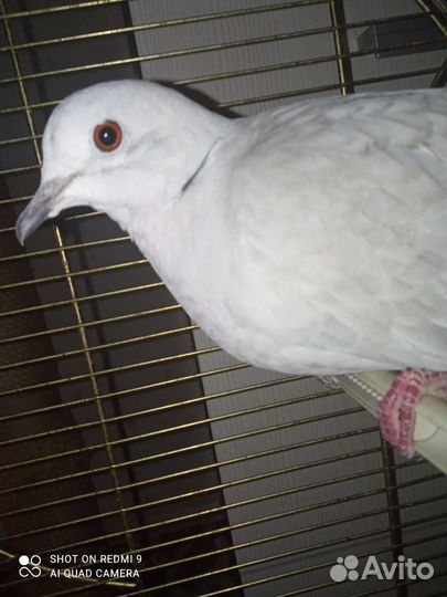 Смеющаяся горлица