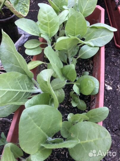 Табак махорка Штамбур