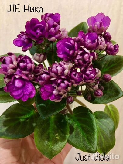 Детки сортовых фиалок