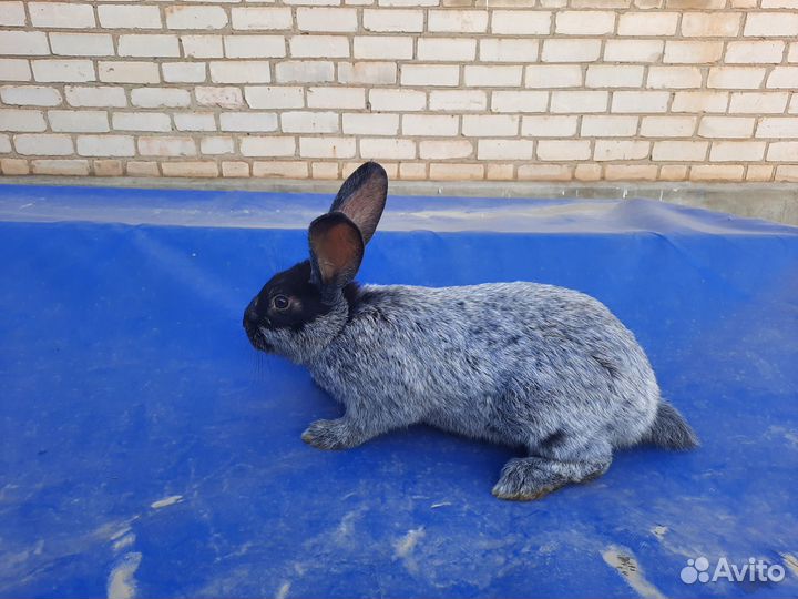 Кролики полтавское серебро