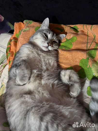 12 лет и стал не нужен