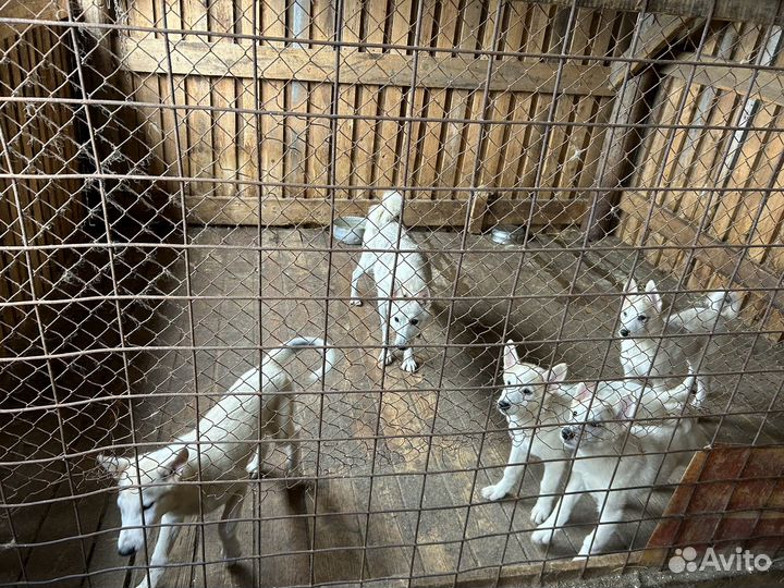 Продам щенков западно сибирскойлайки