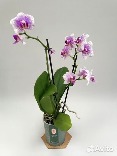 Орхидея Фаленопсис Rotterdam Роттердам