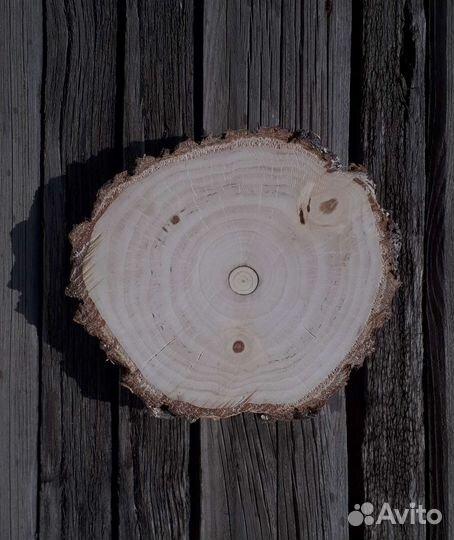 Торцевой Спил (Срез) березы -два среза