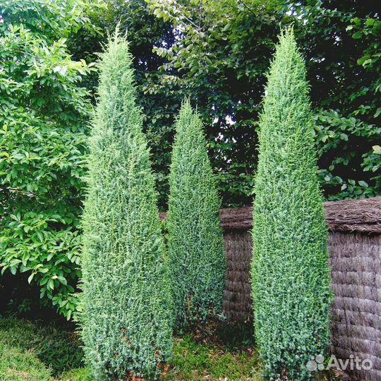 Можжевельник суецика