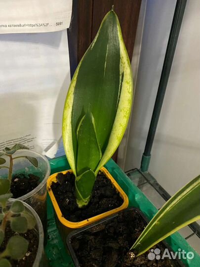 Комнатные цветы