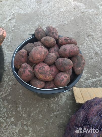 Продам картофель