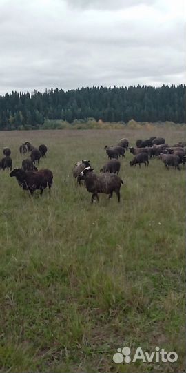 Овцы бараны романовские