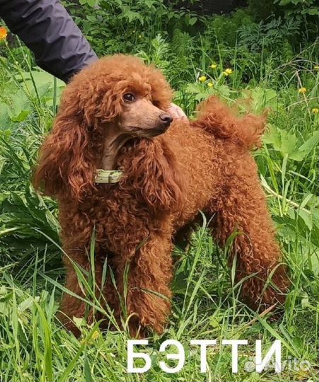 Той-пудель ред браун