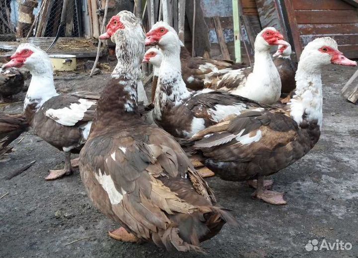 Утки шипуны