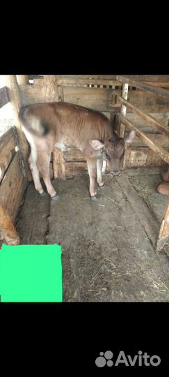 Телята телочки