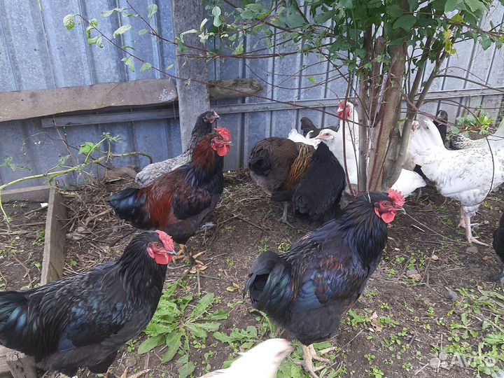 Молодые домашние петухи на племя