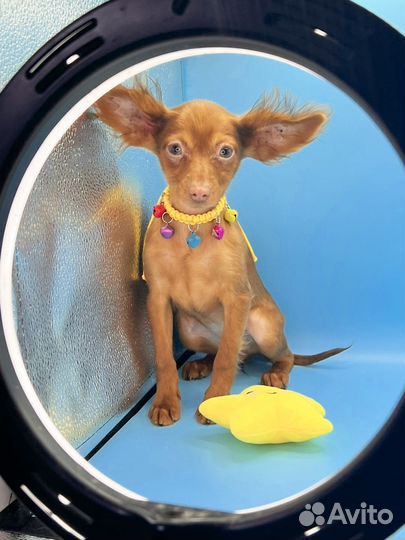 Той-терьер девочка длинношерстная