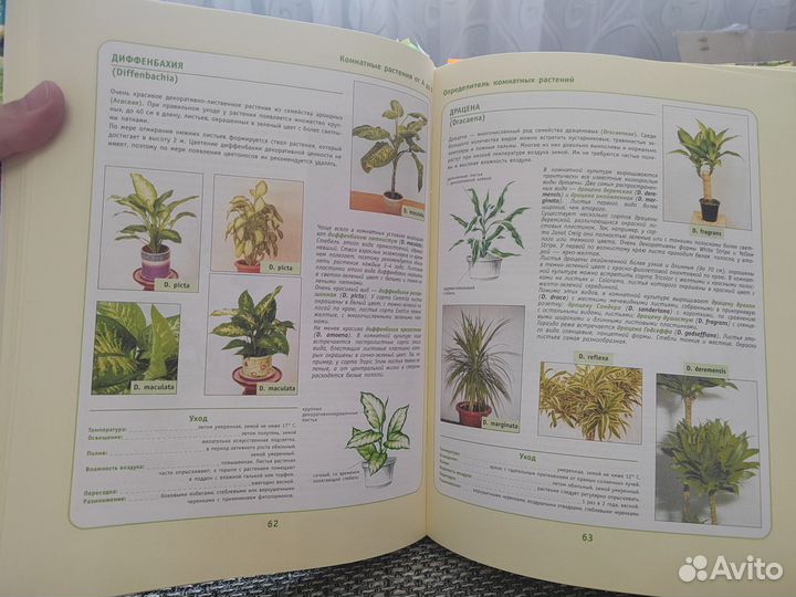 Домашние растения.Большая энциклопедия
