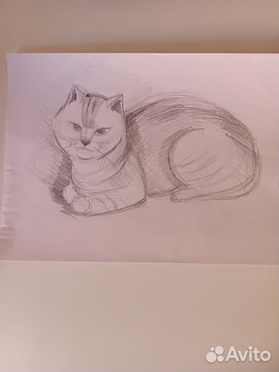 Зарисовки животных для учащихся