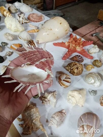 Коллекция морских ракушек