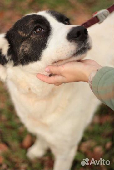 Собака Панди в добрые руки