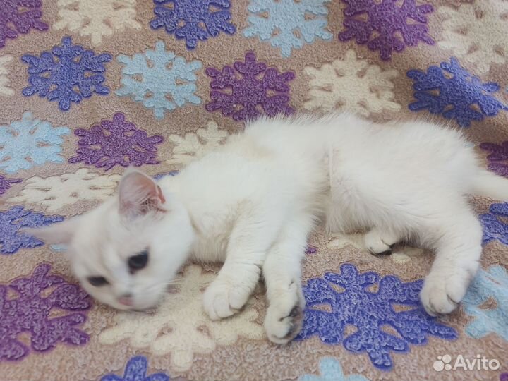 Кошка британская серебристая шиншилла