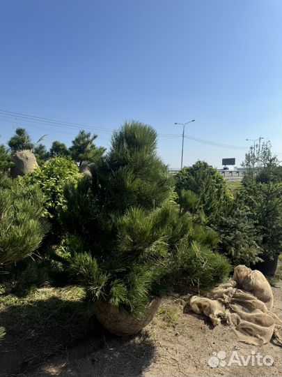 Сосна черная (австрийская)