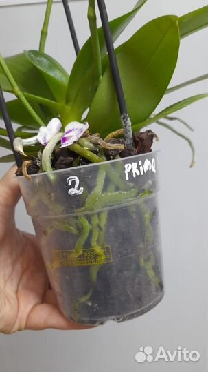 Орхидея фаленопсис бабочка