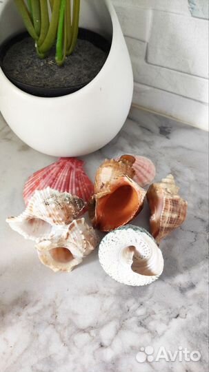 Морские ракушки раковины