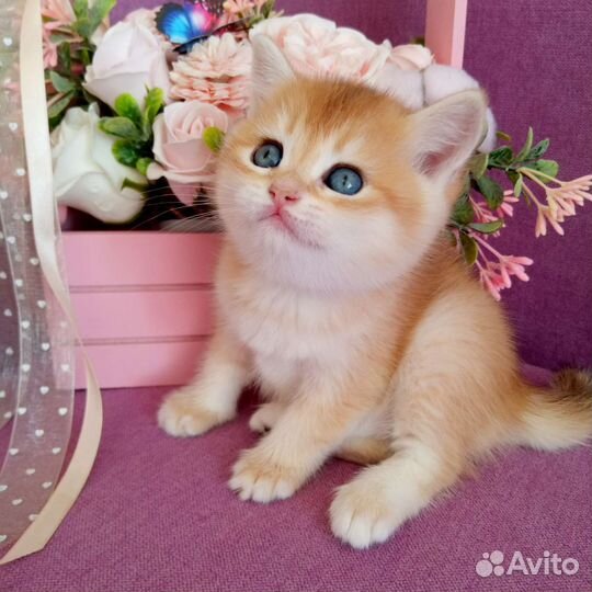 Британские котята золотая шиншилла