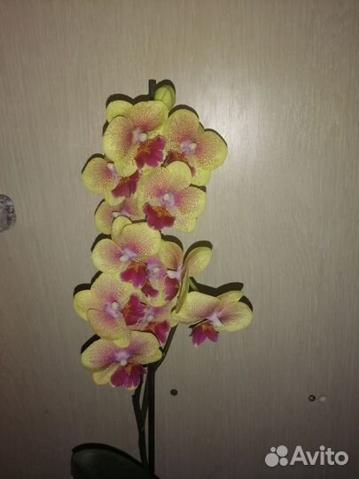 Орхидея фаленопсис