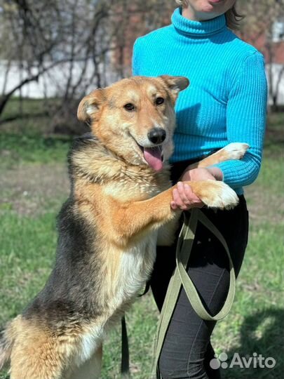 Орфей, собака в поиске дома