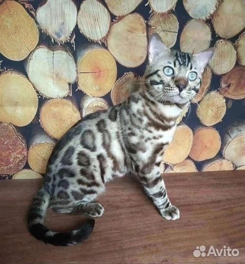 Бенгальский котик Сёма