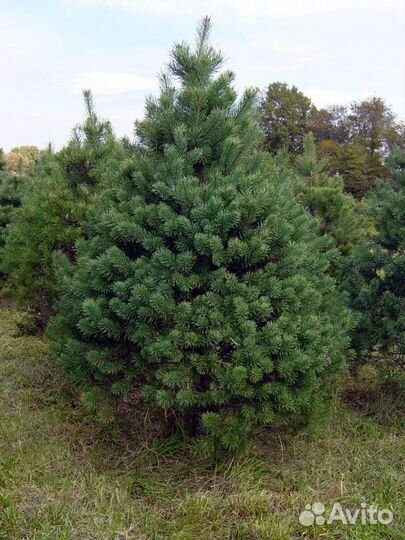 Саженцы крупномеры сосна,ель, хвойных деревьев
