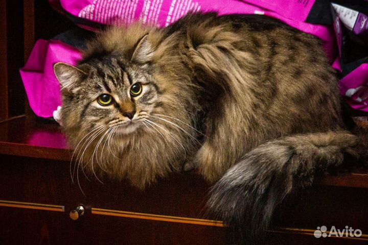 Котик и кошечки ищут дом