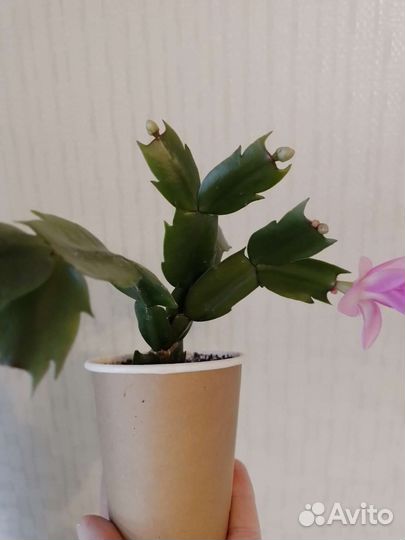 Декабрист шлюмбергера