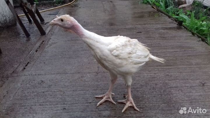 Цыплята индюшата Подрощенные хайбрид конвертер