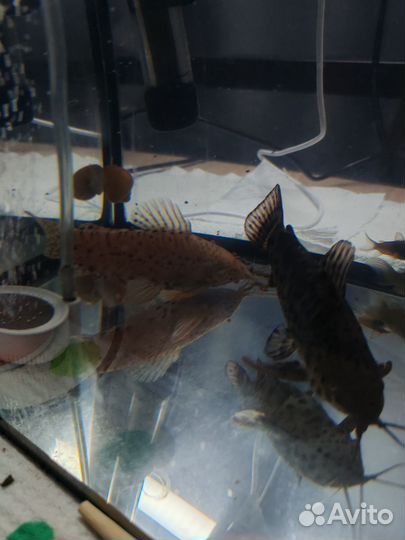 Аквариум с рыбками