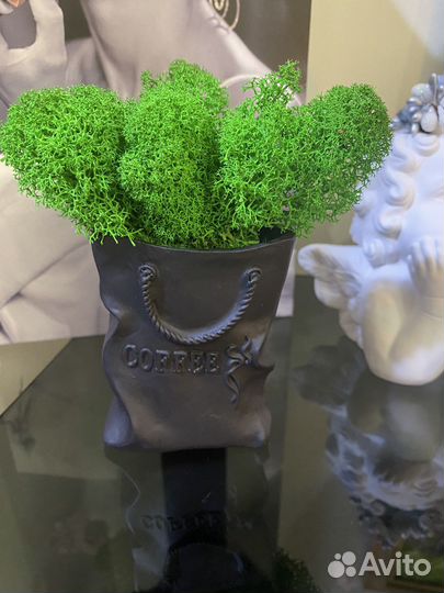 Мох живой в кашпо из глины ручной работы новое