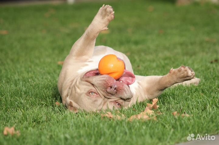 Американский булли. Вязка