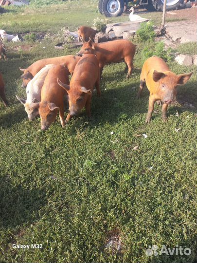 Поросята