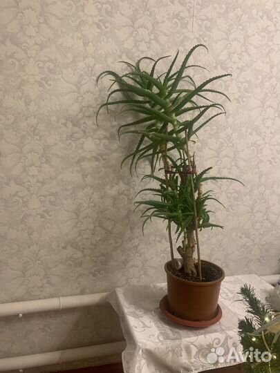 Домашние цветы алое