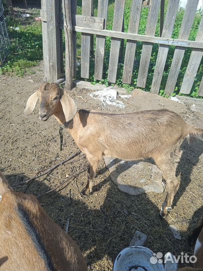 Англо нубийские козлята